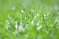 Closeup of dewed grass with bokeh Royalty Free Stock Photo