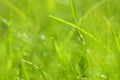 Closeup of dewed grass with bokeh Royalty Free Stock Photo