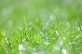 Closeup of dewed grass with bokeh Royalty Free Stock Photo