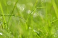 Closeup of dewed grass with bokeh Royalty Free Stock Photo
