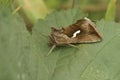 Closeup on Dewick\'s Plusia owlet moth, Macdunnoughia confusa sitting on a green leaf