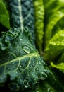 Closeup of Dewy Green Kale and Lettuce Leaves Royalty Free Stock Photo