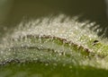 Closeup of a Dewy Plant