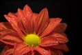 Closeup of Dewy, Red Chrysanthemum