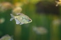 Closeup of a diamond tetra swimming in an aquarium with a blurry background