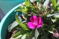 Dianthus pink 9696