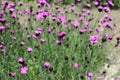 Dianthus carthusianorum with pink flowers Royalty Free Stock Photo