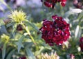 Closeup of Dianthus Sweet Black Cherry