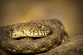 Closeup of dice snake