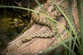A dice snake resting on a piece of wood near a pond