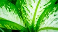 Closeup of dieffenbachia dumbcanes leaves.