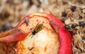 Closeup of different insects on a rotting apple on the ground