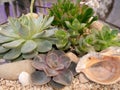 Closeup of different succulents waterless plants in glass flowerpot Royalty Free Stock Photo