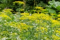 Closeup of dill and cilantro thickets in a rustic garden Royalty Free Stock Photo