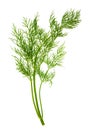 Closeup of dill herb leaf isolated on white