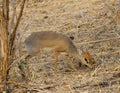 Closeup of the diminutive Kirk`s Dik-dik