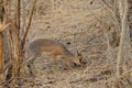 Closeup of the diminutive Kirk`s Dik-dik