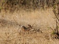 Closeup of the diminutive Kirk`s Dik-dik