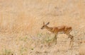 Closeup of the diminutive Steenbok