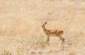 Closeup of the diminutive Steenbok