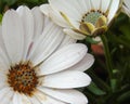 Closeup of Dimorphoteca, beautiful white african daisy Royalty Free Stock Photo