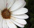 Closeup of Dimorphoteca, beautiful white african daisy Royalty Free Stock Photo