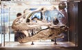 Closeup of a dinosaur skull in a display case under the lights in a museum