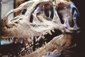 Closeup of a dinosaur skull under the lights against a blurry background