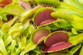 Closeup of the Dionaea Muscipula snap traps. Venus flytrap carnivorous plant Royalty Free Stock Photo