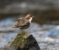 Closeup of a dipper at a Welsh river Royalty Free Stock Photo
