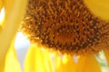 Closeup of disc florets and pollen on inner part of a yellow sunflower Royalty Free Stock Photo