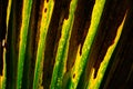 Closeup of diseased palm leaf with brown pattern Royalty Free Stock Photo