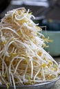 Closeup of a dish of fresh green bean sprouts Royalty Free Stock Photo