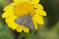 Closeup on the diurnal Beet webworm crambid moth, Loxostege sticticalis sitting on a yellow flower