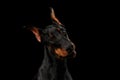 Closeup Doberman Pinscher Dog Curious Looking in Camera, isolated Black Royalty Free Stock Photo