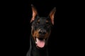 Closeup Doberman Pinscher Dog Looking in Camera on isolated Black Royalty Free Stock Photo