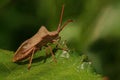 Closeup of a dock bug standing on a green leaf Royalty Free Stock Photo