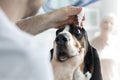 Closeup of doctor pouring eyedrops in dog's eye at veterinary clinic