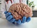 Closeup of doctorn hand holding model of the human brain Royalty Free Stock Photo