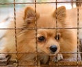 Closeup of a dog cage