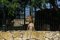 Closeup of a dog in a cage