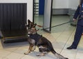 A German shepherd dog for drug detection check in the baggage rolling band with custom officer at the airport Royalty Free Stock Photo