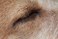 Closeup dog eye Royalty Free Stock Photo