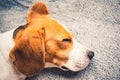 Closeup of dog head with big ears from side. Sleeping beagle dog on a sofa. Royalty Free Stock Photo