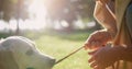 Closeup dog holding leash in teeth lying in park. Smiling owner pull rope Royalty Free Stock Photo