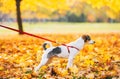 Closeup on dog on leash outdoors Royalty Free Stock Photo