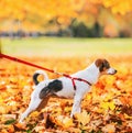 Close up on dog on leash outdoors in autumn Royalty Free Stock Photo