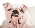 Closeup of Dog With Mange from Mites Royalty Free Stock Photo