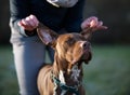 Closeup of dog owner holding the ears of her scary brown Pit Bull wearing a chain collar