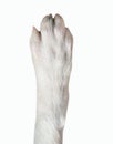 Closeup of dog paw